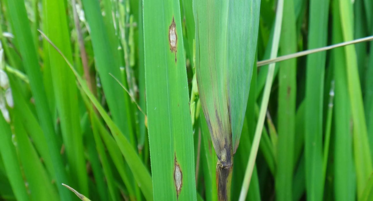 Imagem de plantação de Arroz